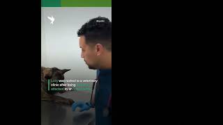 #animalcruelty #dog cruelty #rspca #dogowners #evil #dog #dogs #dogshorts