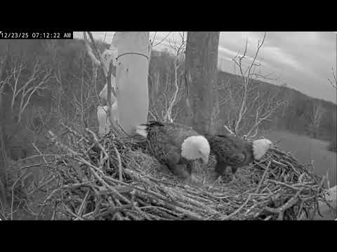 Dec 23 2025 Early Morning Visit Cam 2 Bella And Scout Restorations Kisses And Pass The Corn Stalk 