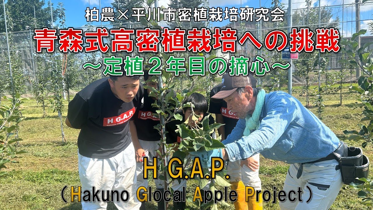 【柏農×平川市密植栽培研究会】青森式りんご高密植栽培への挑戦～定植２年目の摘心～