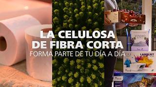Descubre todo sobre la celulosa de fibra corta de Klabin tem menu de contexto