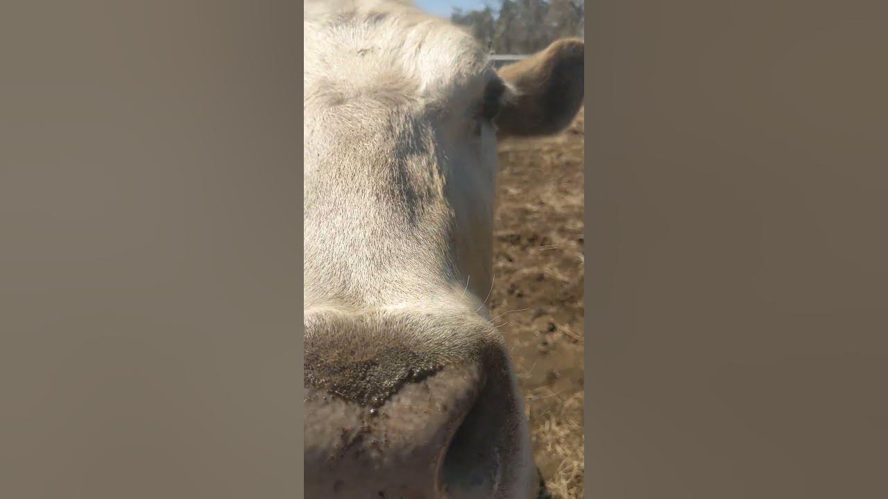 What s better than one pet cow two pet cows begging to be petted