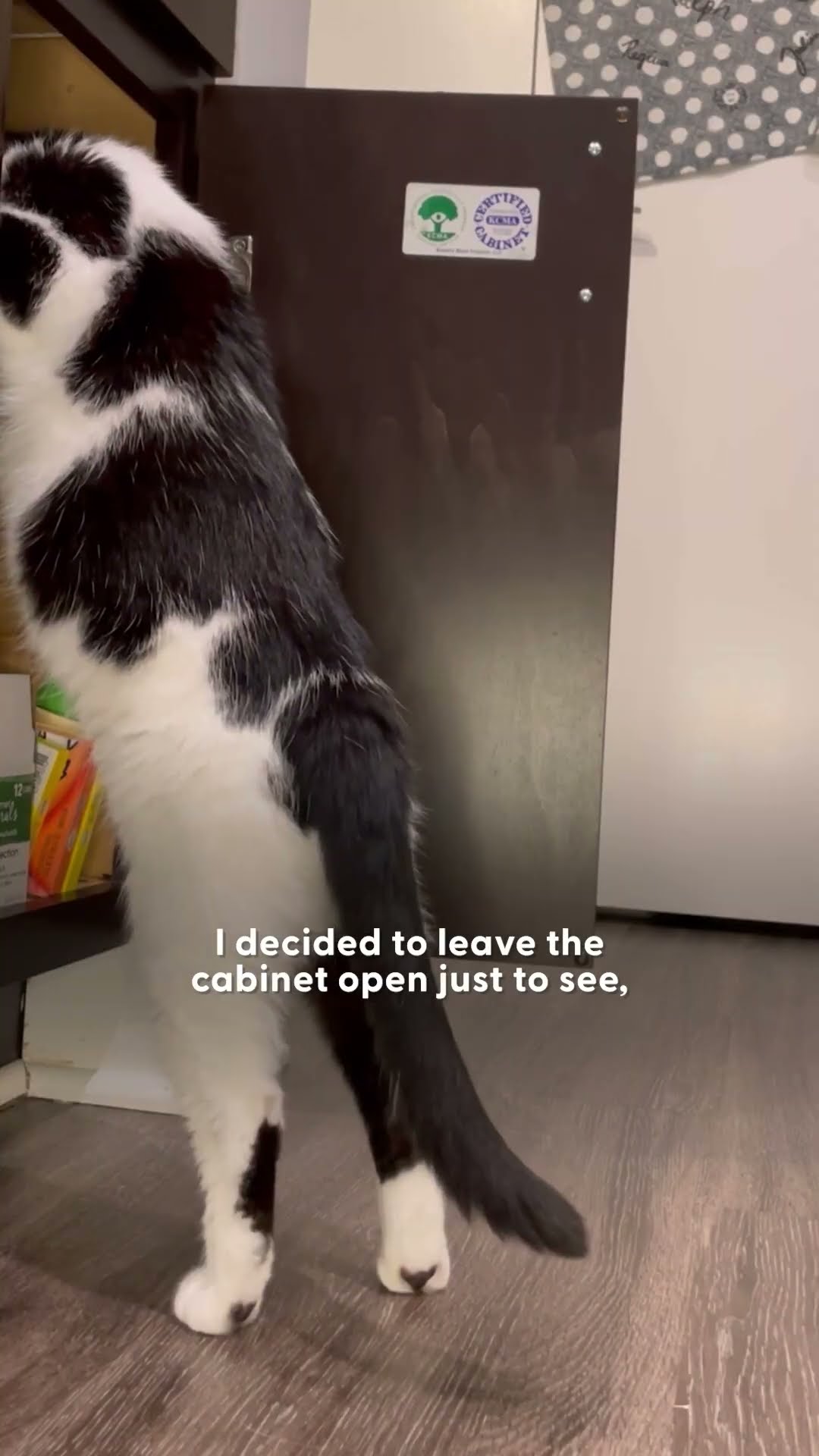 Cat Treated Potatoes Like They Were His Children | The Dodo