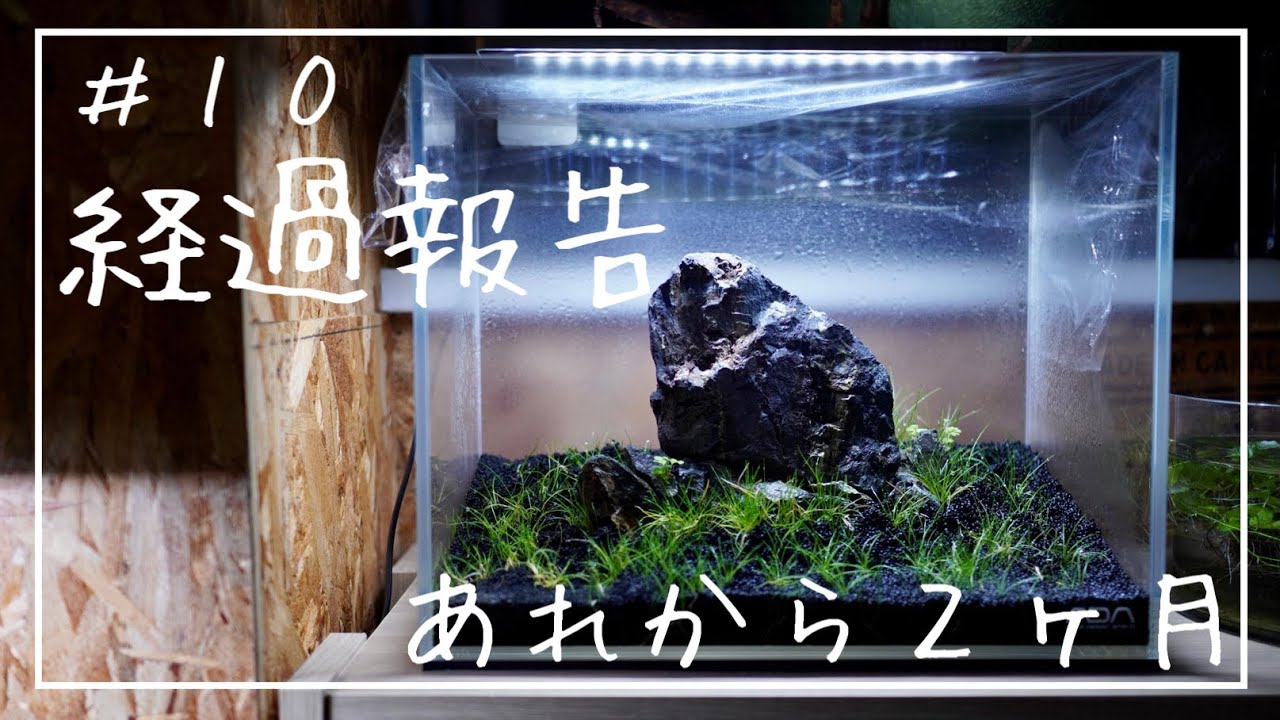 ADA 30センチ　キューブ 30キューブ】メリットとデメリットをお話しします #アクアリウム