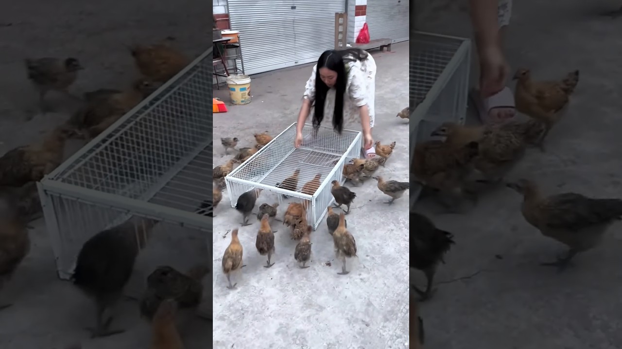 Japanese Woman’s Clever Bird Trap