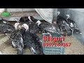 Fancy hen firm in siliguri  turkey silkey fighter bramha gunifowl chainease duck pintu biswas 