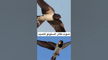 صوت طائر السنونو للصيد Swallow Bird Sound Rayan Hunter Bird Birdsounds 