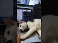 আমিও Online ক্লাস করবো😁#shorts #catvideo #petlover #hellochiko #chiko #funnycat  #cat #pets
