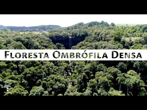 Vídeo: O que é uma floresta densa?