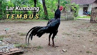 REVIEW OF THE SUPER BEETLE COLOR OF BANGKOK CHICKEN REVIEW OF THE SUPER BEETLE COLOR OF BANGKOK CHICKEN