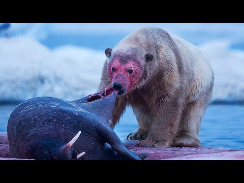 فيديو: لماذا يتناقص عدد الدببة القطبية في القطب الشمالي؟