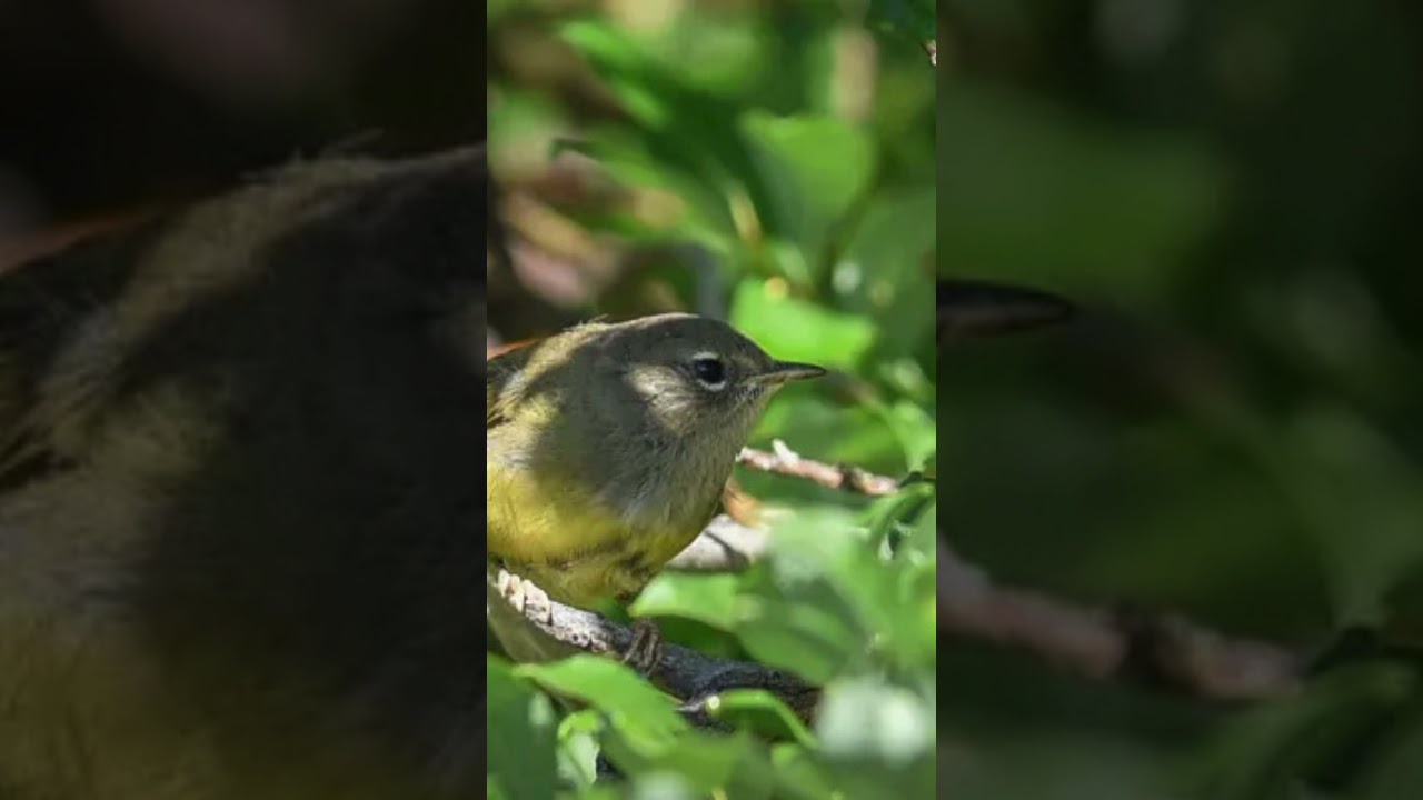 MacGillivray's  Warbler Sound Video: Bird Call Nature Sound Effect