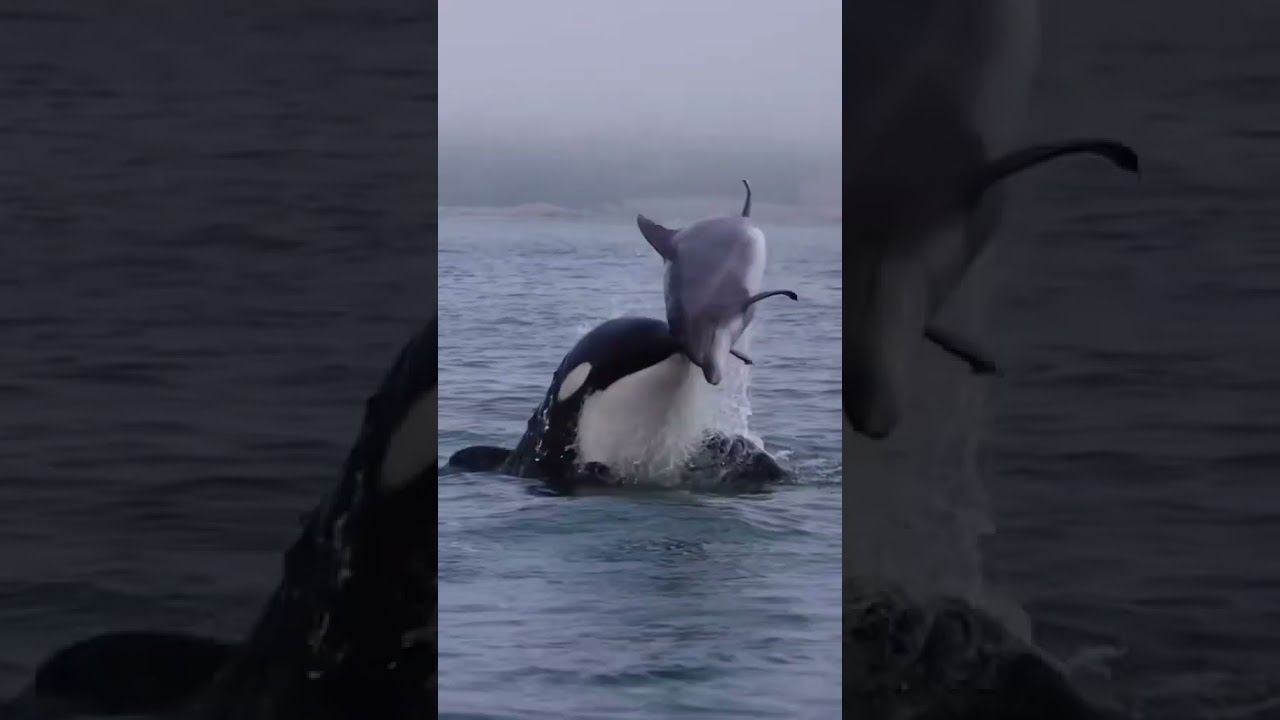 This incredible footage shows an eastern tropical Pacific killer whale taking on a full grown adult.