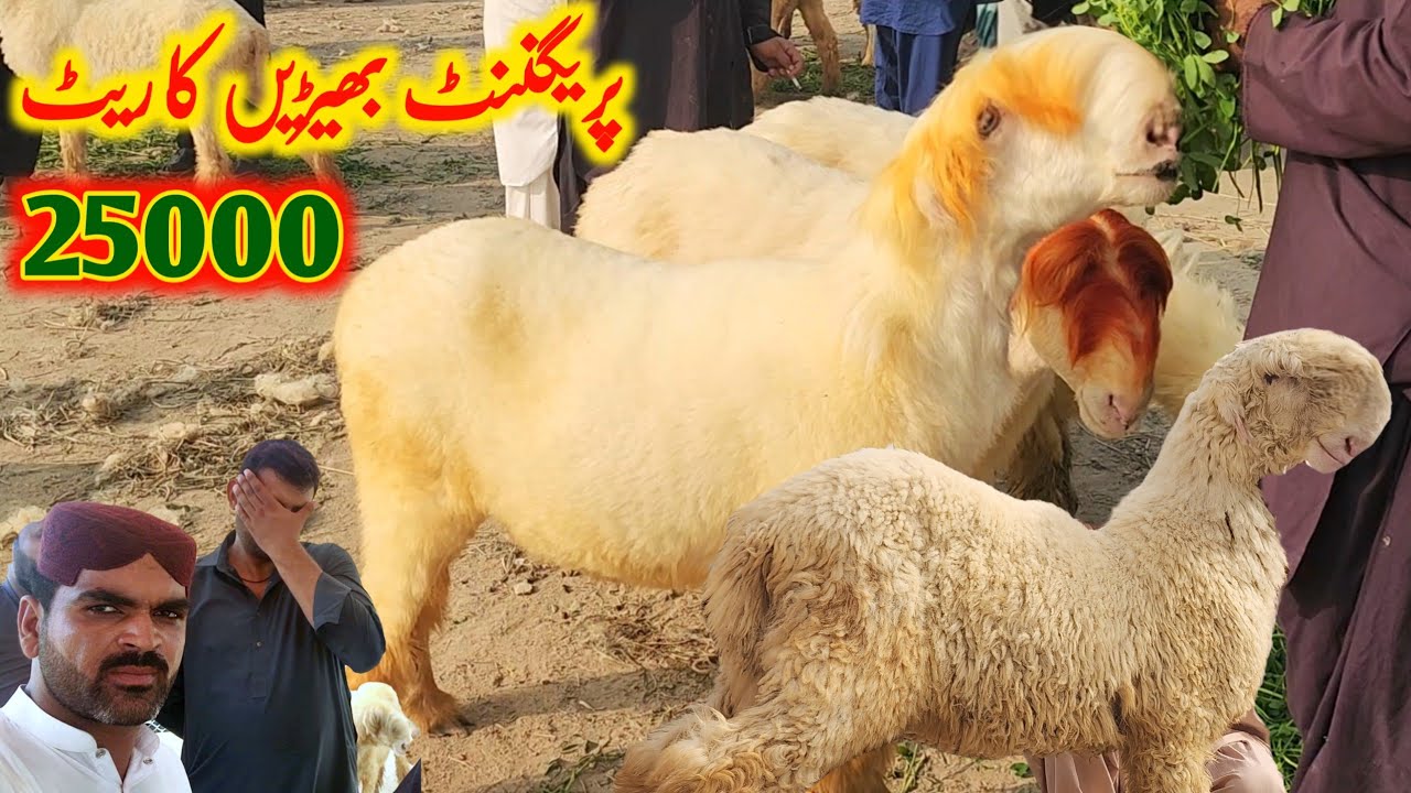 Kot Chutta Mundra Mandi | Pregnant Mundri Bherain & Pure Mundra Chhatre | Fresh Market Visit