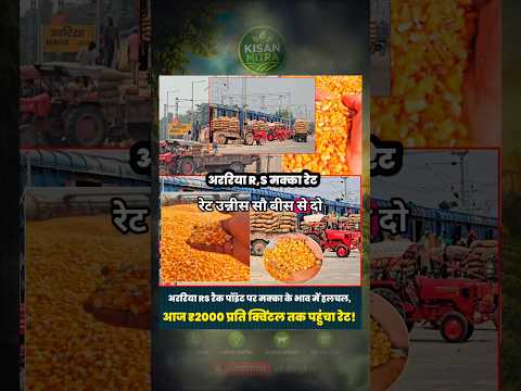 अररिया RS रैक पॉइंट पर आज मक्का का भाव ₹2000 प्रति क्विंटल 🔥 | #मक्का_आज_का_भाव #kisanmitr #मक्काभाव