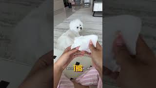 She’s Not A Pet, She’s The Boss. 🐶😂 #shorts #shortvideo #dog #dogs #dogshorts
