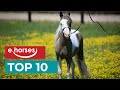 Top 10 smallest pony breeds
