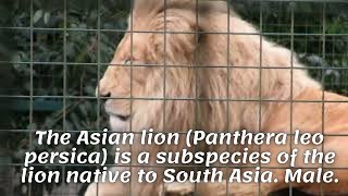 The Asian lion (Panthera leo persica) is a subspecies of the lion native to South Asia. Male.