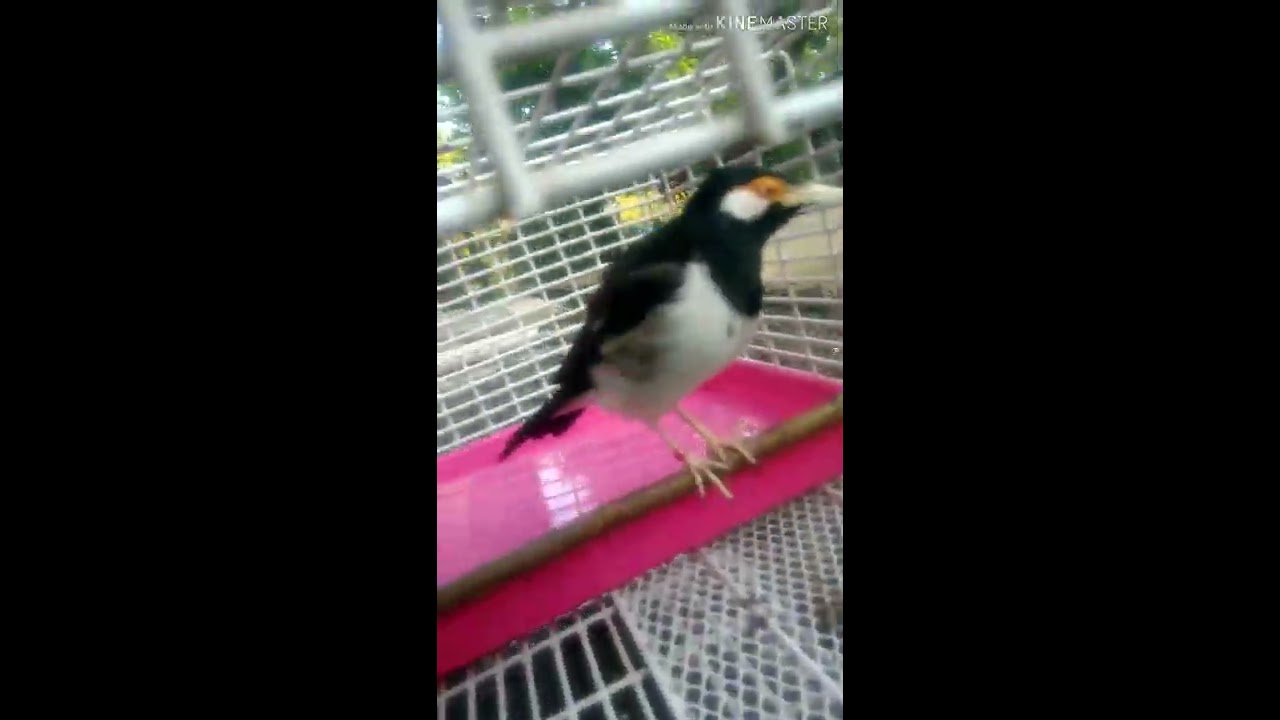 Ngedusi jalak suren"KOPLO" 