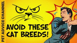 10 worst cat breeds for firsttime owners