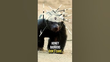 Honey Badger Don’t Care 😎 #honeybadger #fact #animal #animalfacts