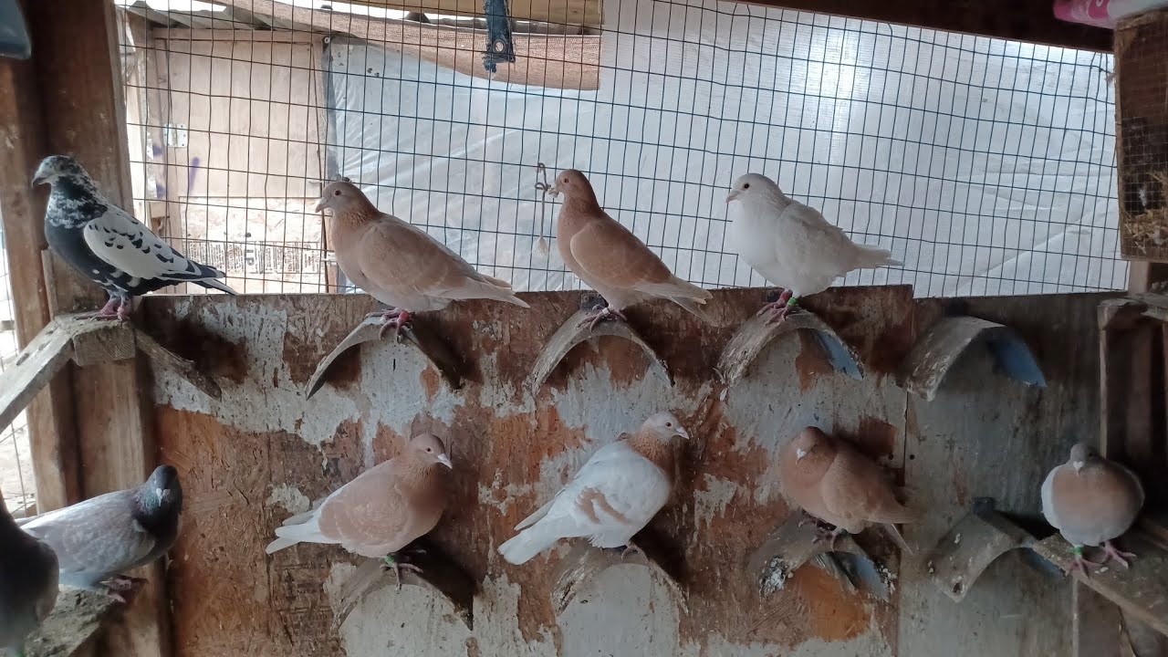 Голуби/видео из голубятни JLC