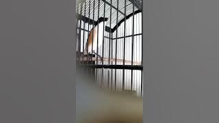 Cendet isian lovebird dan gabus kaca