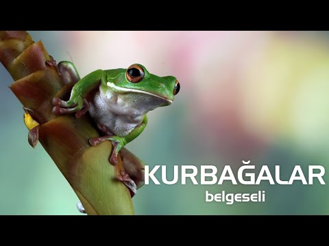 Kurbağalar - Hayvanlar Alemi - Belgesel #belgesel
