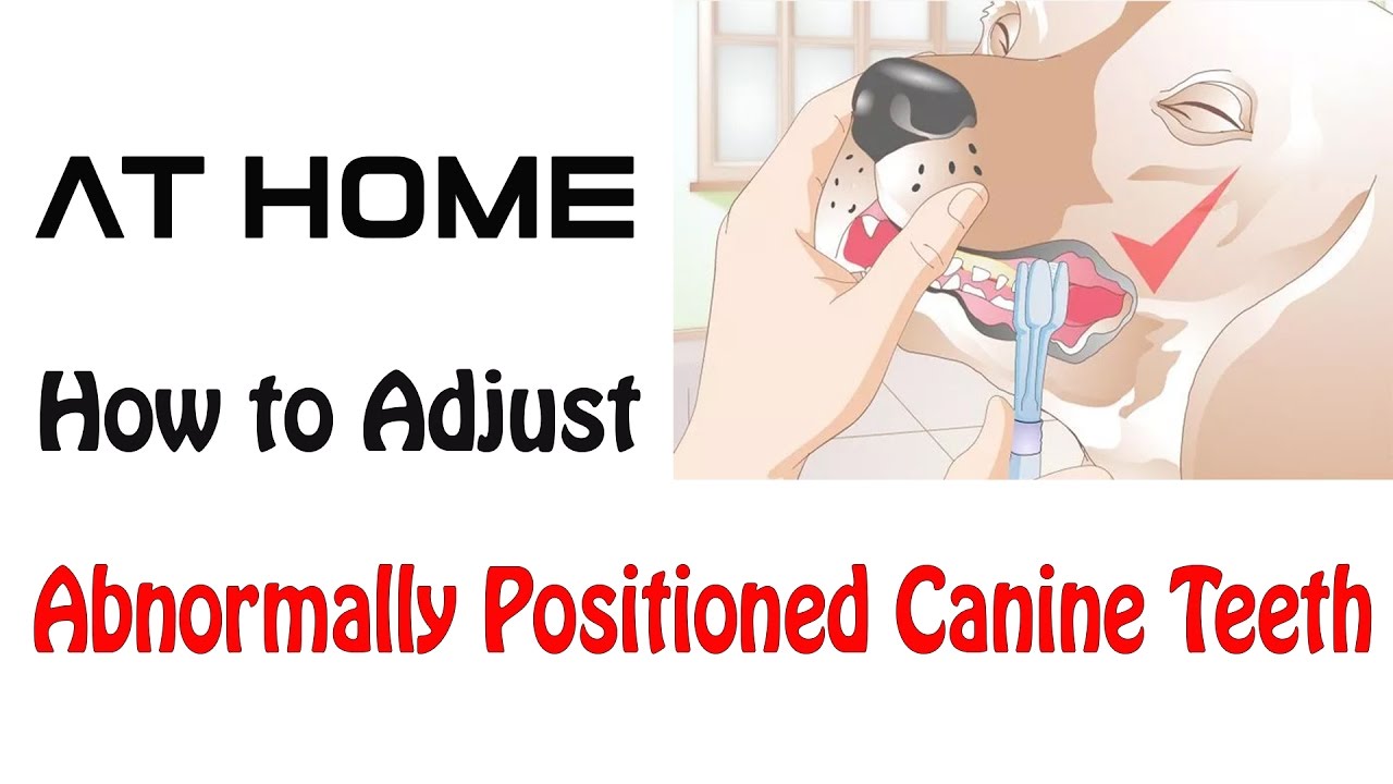 How to Adjust Abnormally Positioned Canine Teeth How to Adjust Abnormally Positioned Canine Teeth