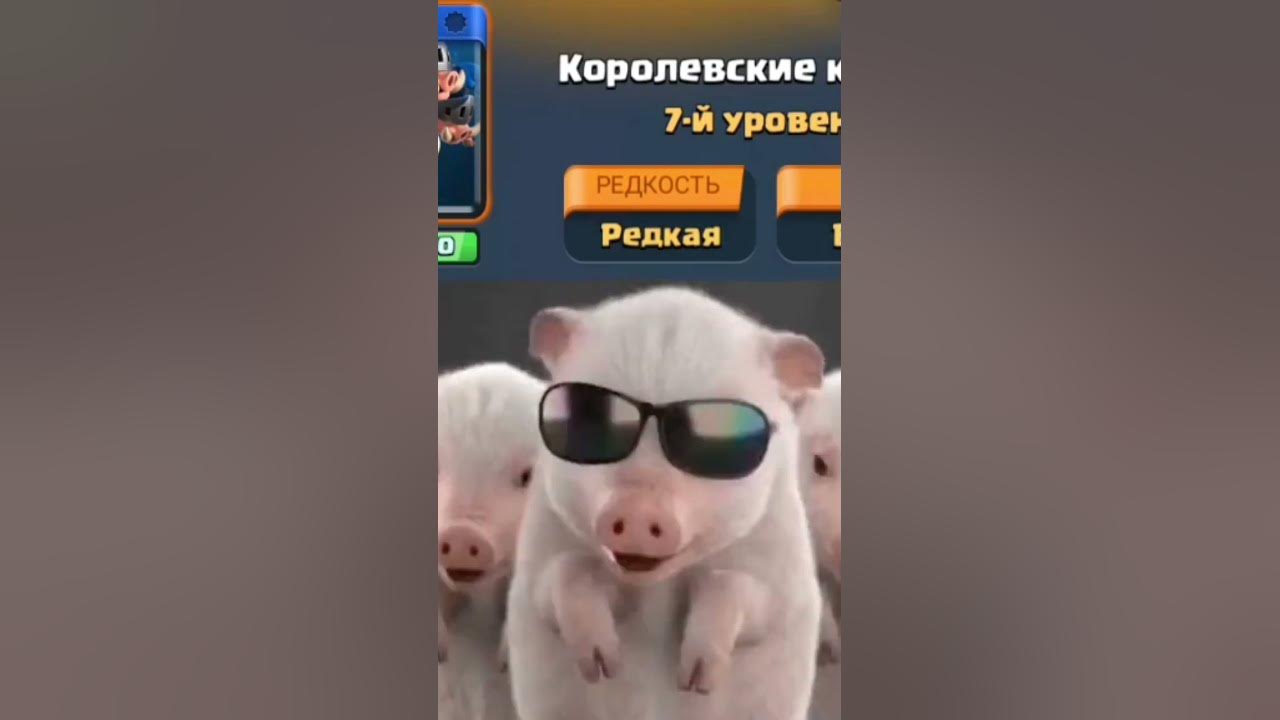 свинья украинская - YouTube