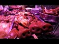 Chinese Wet Market is a Farmers Market on Steroids