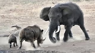 Elephant vs Rhino Fight Compilation - Elephant Shows Who&#39;s Boss - Wilde Animals Attack