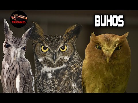 EL BUHO MAS GRANDE DEL MUNDO – Los buhos mas raros del mundo – Buhos ...