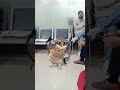 dancing owl loves kid watching apt versi