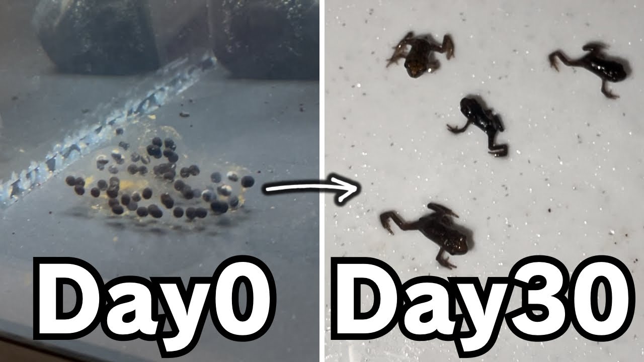 カエルを卵から育ててみた~アズマヒキガエル30日間の成長記録~