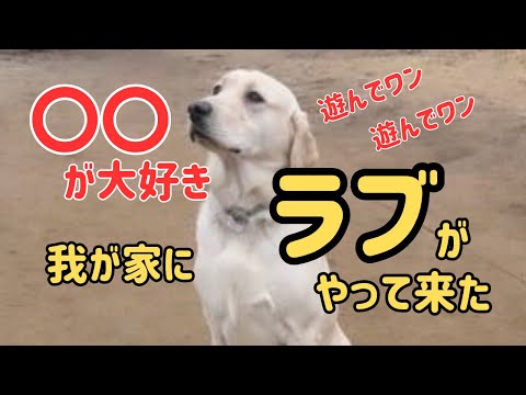 ラブラドールレトリバーが家族になりました　はじめてのラブ　はじめての大型犬