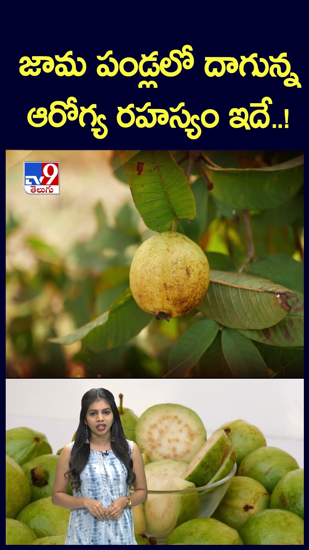 Health Benefits of Guava : జామ పండ్లలో దాగున్న ఆరోగ్య రహస్యం ఇదే..! - TV9