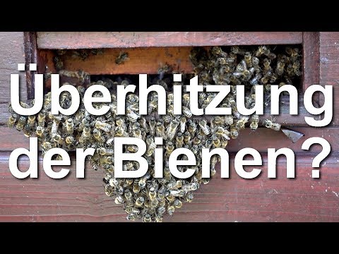 Überhitzung der Bienen? Was ist mit Verbrausen? Was tun?