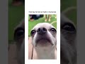 Chihuahua Got Betrayed by His Owner 😂😂 #dog #funny