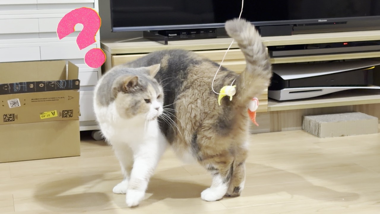 尻尾のおもちゃを取ろうとしてクルクル回るどんくさ可愛い猫