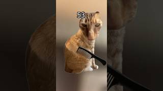 Combin' kittn'