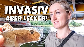 Angeln am Mittellandkanal | Drop Shot mit Wurm | Grundel Catch and Cook 🎣