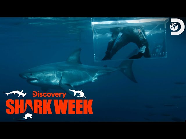 Jimmy Survives a GREAT WHITE ATTACK! | Shark Week | Discovery class=