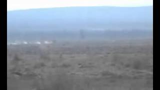 2504hounds chase and catch the hare twenty five Greyhound