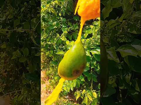 నారా కాయలు, give away కవాలా#trending#viralvideo#farming#farmlife#villagelife#villagelifestyle#mango