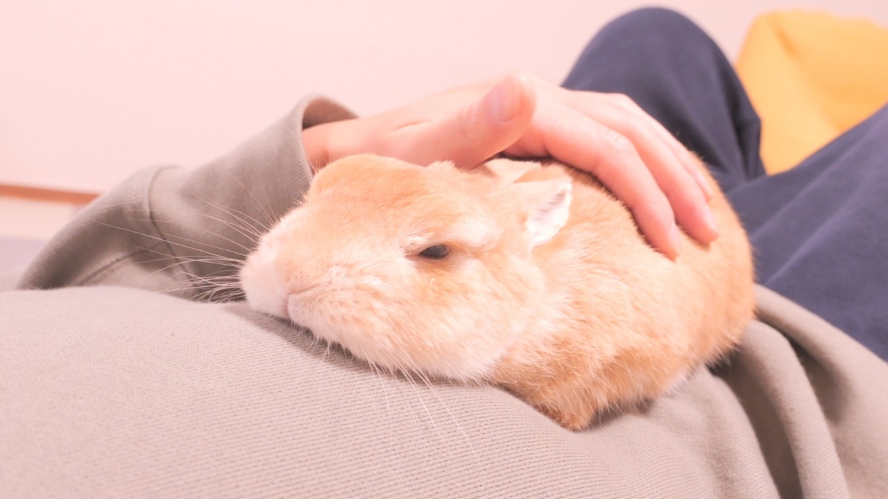 呼んで撫でたらお腹から離れなくなった甘えん坊うさぎ【No.1849】