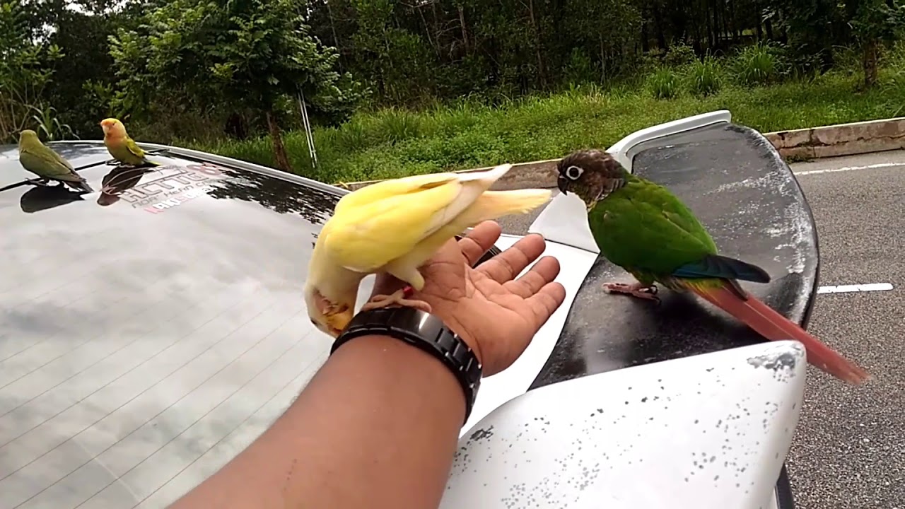 Mix african lovebirds & green cheek conure YouTube