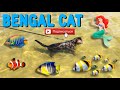 Бенгальская кошка 😻 Интересные факты о кошках 😽 Bengal cat and wate