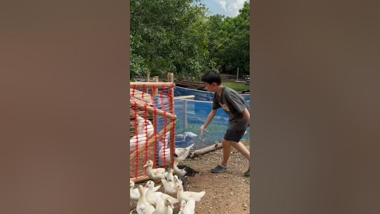 i-put-ducks-and-a-goose-in-a-duck-coop-shorts-viralshorts-garden
