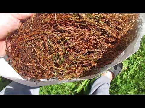 Как выглядит мох кукушкин лен
