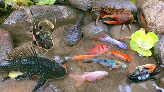 Catch betta fish and broomstick fish, small fish, glofish, goldfish, catfish, crabs